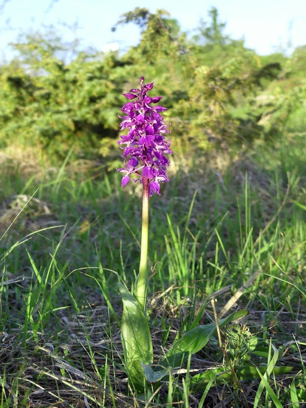 Prima fioritura di orchidee a Palena nel Parco Nazionale della Majella - maggio 2022.